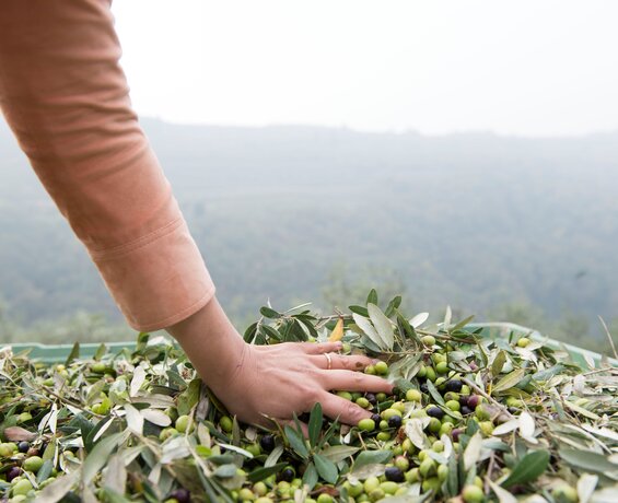 © Consorzio Turismo dell’Olio